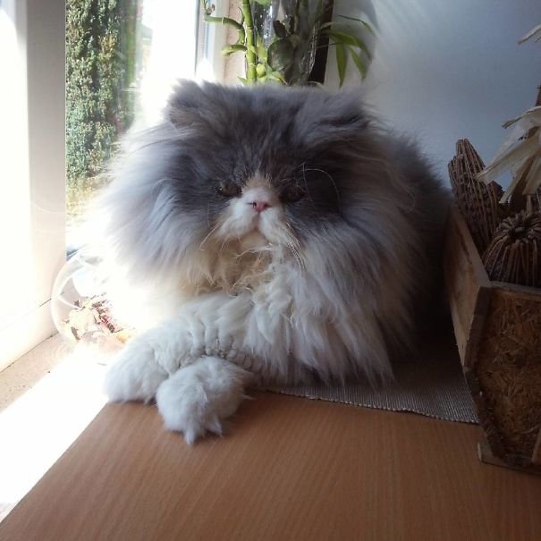 Is This A Cat Or A Sheep?