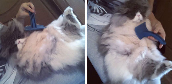 Is This A Cat Or A Sheep?