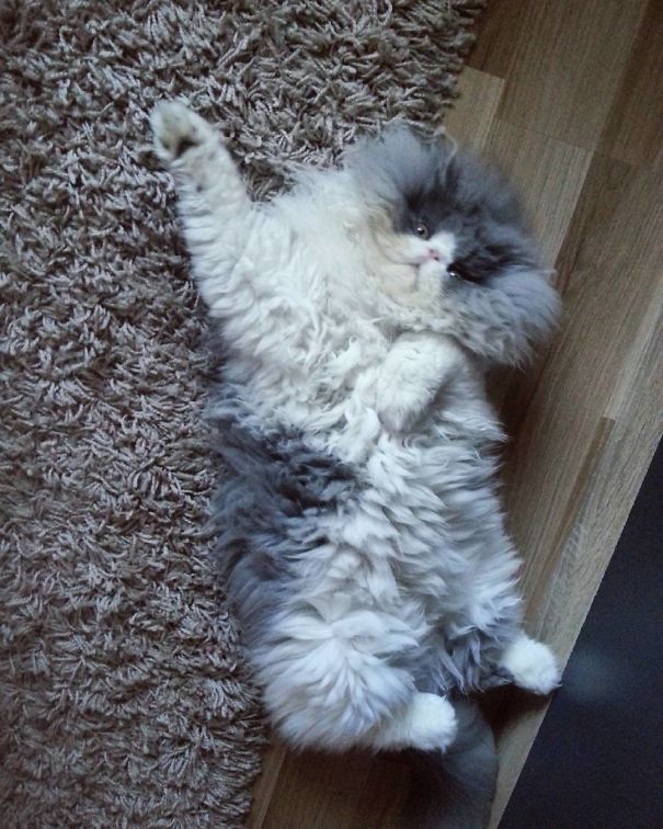 Is This A Cat Or A Sheep?