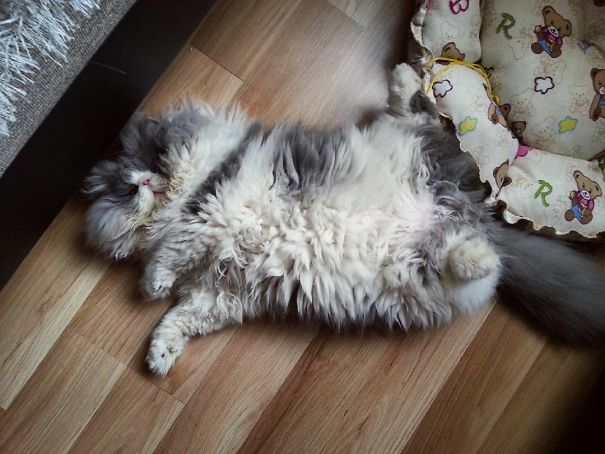 Is This A Cat Or A Sheep?