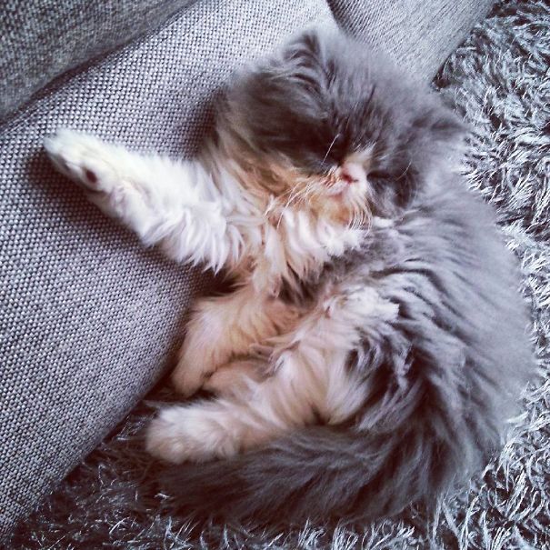 Is This A Cat Or A Sheep?