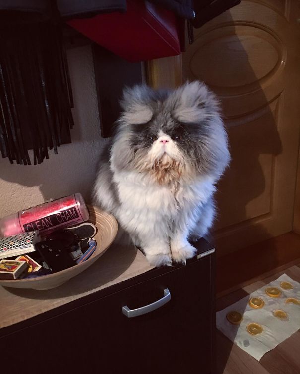 Is This A Cat Or A Sheep?