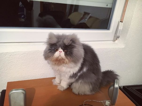 Is This A Cat Or A Sheep?