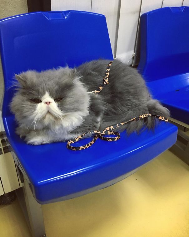 Is This A Cat Or A Sheep?