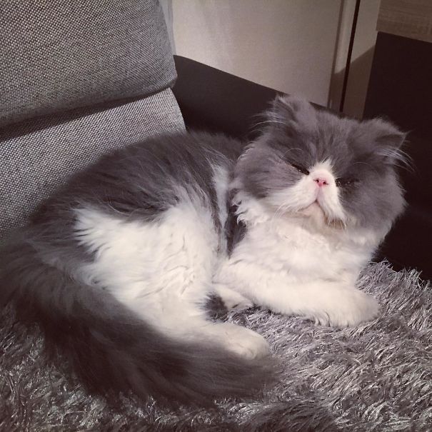 Is This A Cat Or A Sheep?