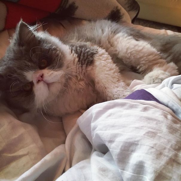 Is This A Cat Or A Sheep?