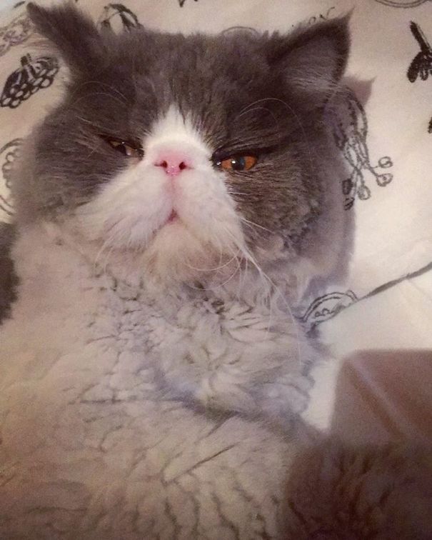 Is This A Cat Or A Sheep?