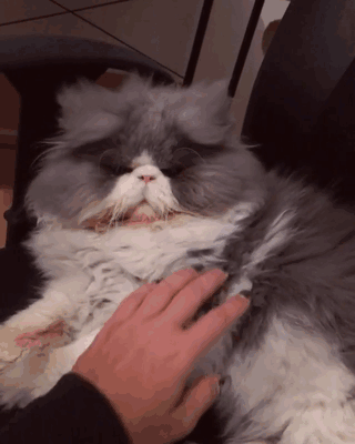 Is This A Cat Or A Sheep?