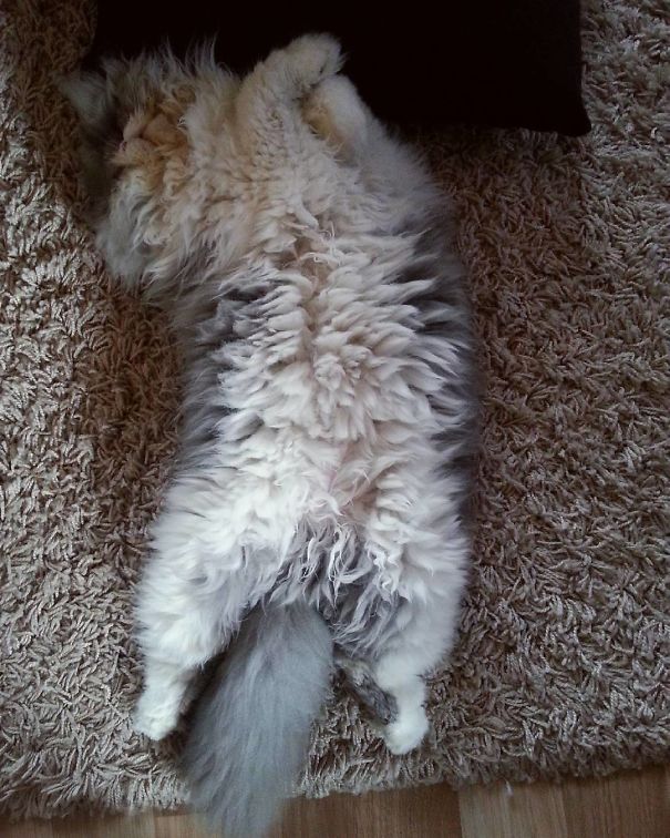 Is This A Cat Or A Sheep?