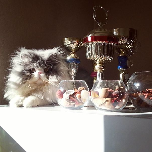 Is This A Cat Or A Sheep?