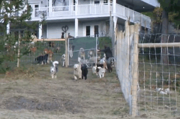 man-adopts-45-shelter-dogs-builds-4-acre-enclosure-5 man-adopts-45-shelter-dogs-builds-4-acre-enclosure-5
