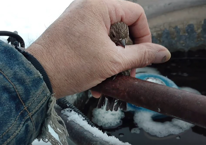 man-breath-frees-frozen-sparrow-steel-fence-1 man-breath-frees-frozen-sparrow-steel-fence-1