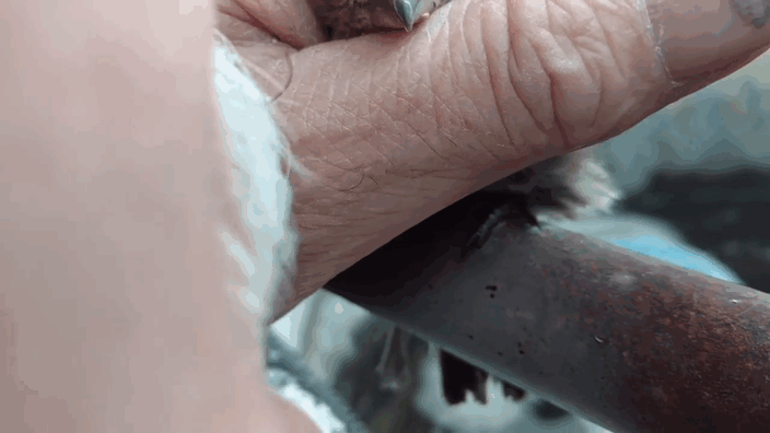 man-breath-frees-frozen-sparrow-steel-fence-11