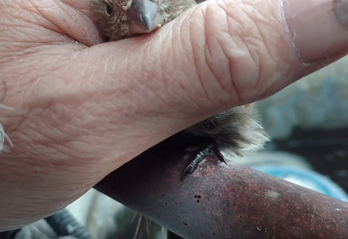 man-breath-frees-frozen-sparrow-steel-fence-6 man-breath-frees-frozen-sparrow-steel-fence-6