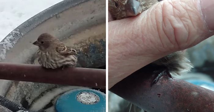 Man Rescues Frozen Bird With His Breath