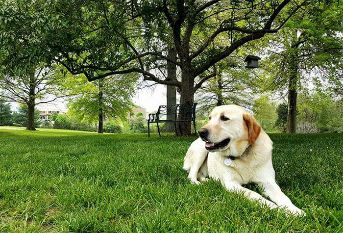 man-finds-dog-id-tag-dew-adventures-10 man-finds-dog-id-tag-dew-adventures-10