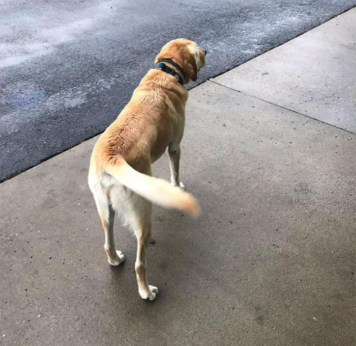 man-finds-dog-id-tag-dew-adventures-2 man-finds-dog-id-tag-dew-adventures-2