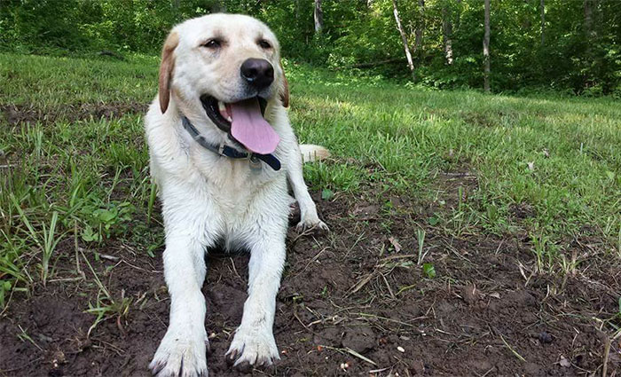 man-finds-dog-id-tag-dew-adventures-6 man-finds-dog-id-tag-dew-adventures-6