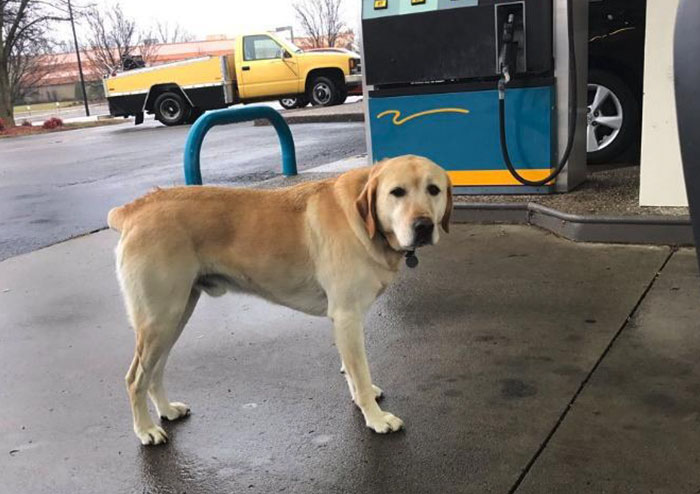 Este hombre encontró un perro «perdido» e intentó ayudarlo hasta que leyó su identificación