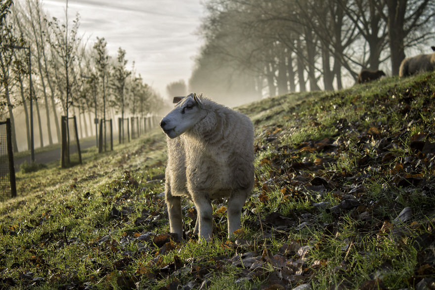 I Changed The Shapes Of Animals Into Cubes (20+ Pics)