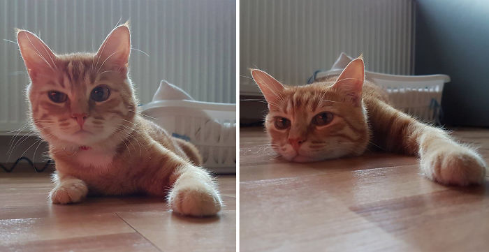 Midas Before And After Being Called A Good Boy!