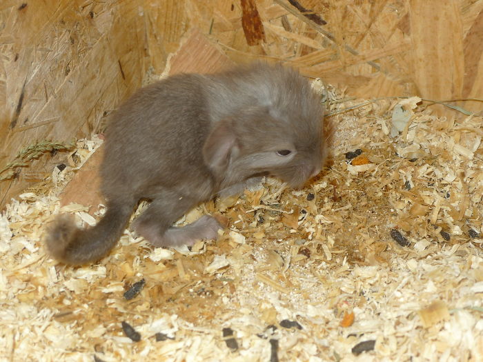 Santana,tov Tan, Chs Činčilky Z Černého Města, Čr