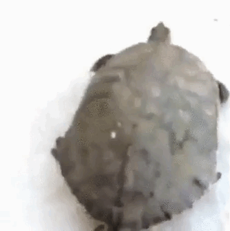Not All Turtles Are As Slow As You Think