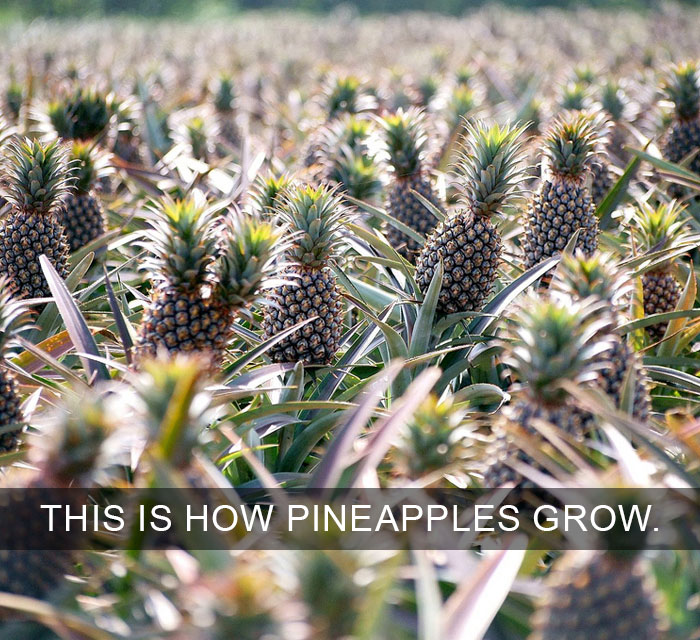 Pineapples Don’t Grow On Trees