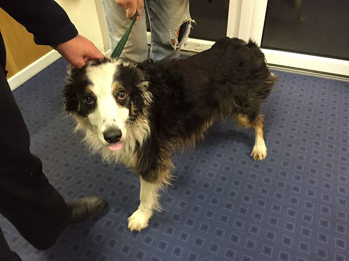 missing-dog-treks-50-miles-find-owners-casey-2 missing-dog-treks-50-miles-find-owners-casey-2