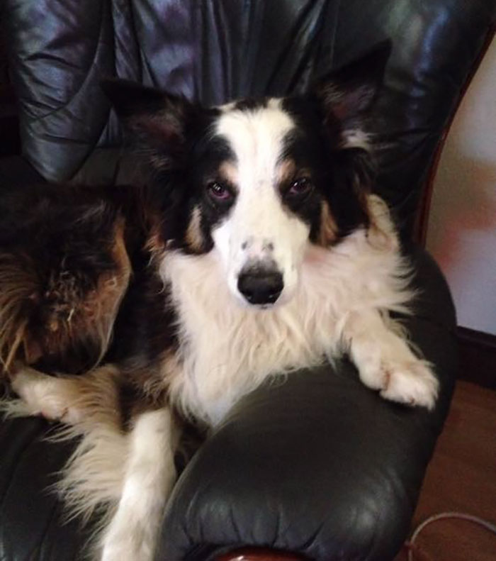 missing-dog-treks-50-miles-find-owners-casey-4 missing-dog-treks-50-miles-find-owners-casey-4