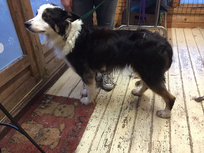 missing-dog-treks-50-miles-find-owners-casey-6 missing-dog-treks-50-miles-find-owners-casey-6