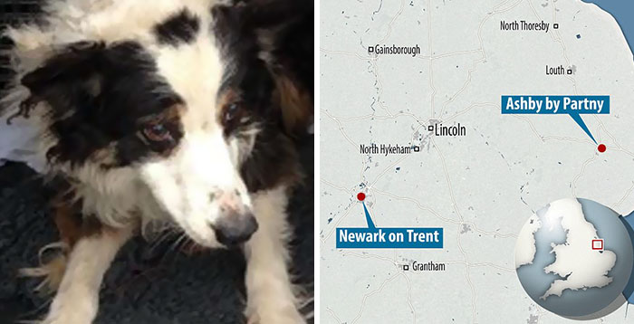 Incredible Story Of A Dog Who Walked 50 Miles In Almost 2 Months To Find His Owners