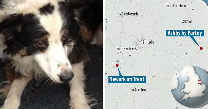 Incredible Story Of A Dog Who Walked 50 Miles In Almost 2 Months To Find His Owners