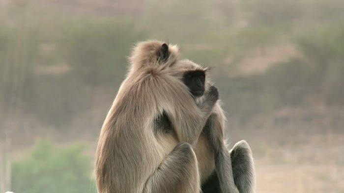 monkeys-mourn-dead-robot-spy-in-the-wild-1