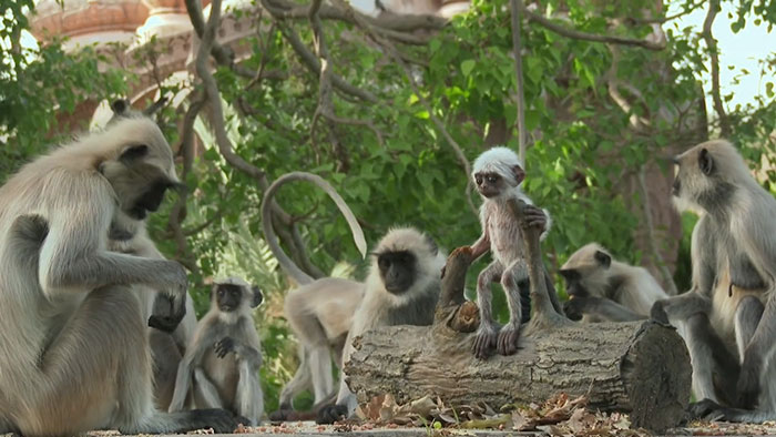 monkeys-mourn-dead-robot-spy-in-the-wild-4