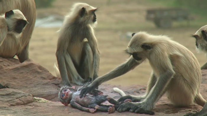 monkeys-mourn-dead-robot-spy-in-the-wild-5 monkeys-mourn-dead-robot-spy-in-the-wild-5