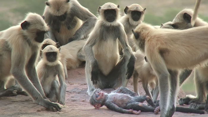 monkeys-mourn-dead-robot-spy-in-the-wild-8 monkeys-mourn-dead-robot-spy-in-the-wild-8