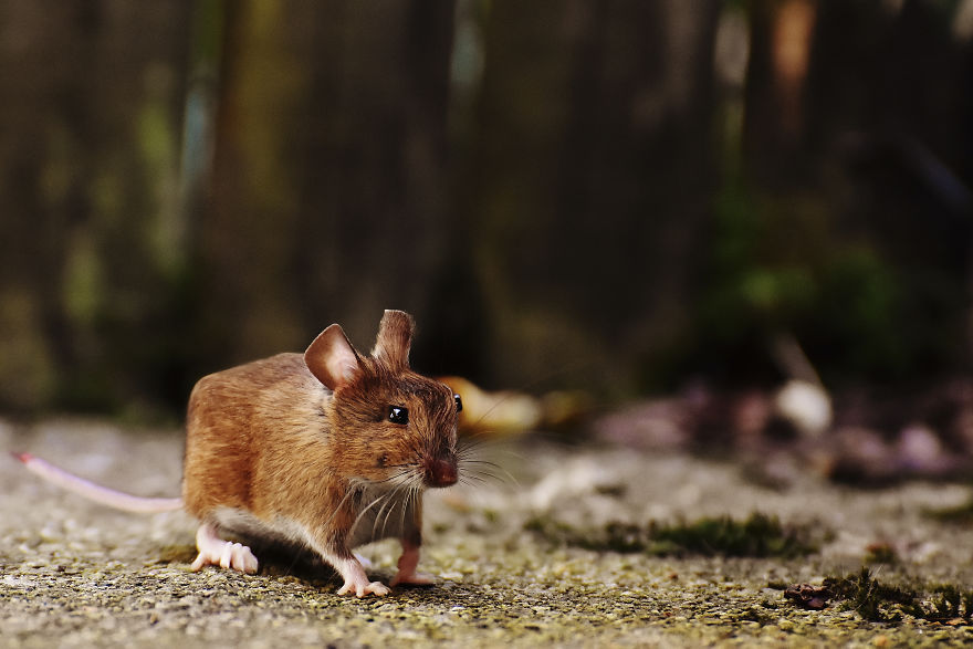 I Changed The Shapes Of Animals Into Cubes (20+ Pics)