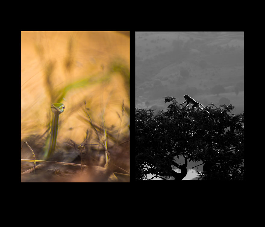 I Photographed "Natives" Of This Planet Earth In My Area Outskirts Of City