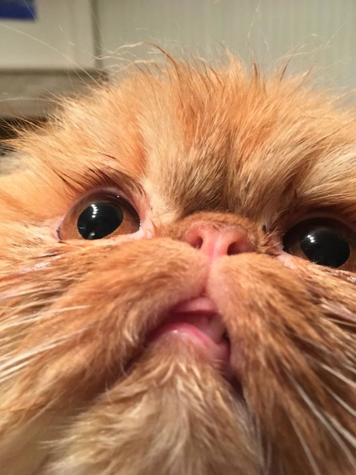 Red Dot Mastery: Advice For Cats