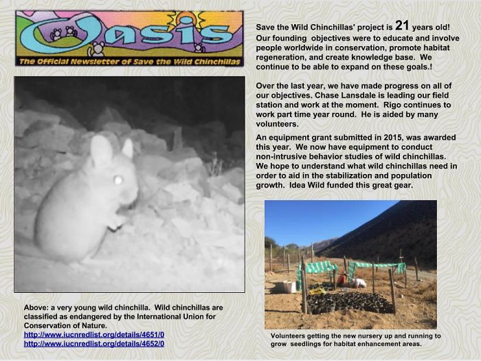 Wild Baby Chinchillas From Save The Wild Chinchillas Archive