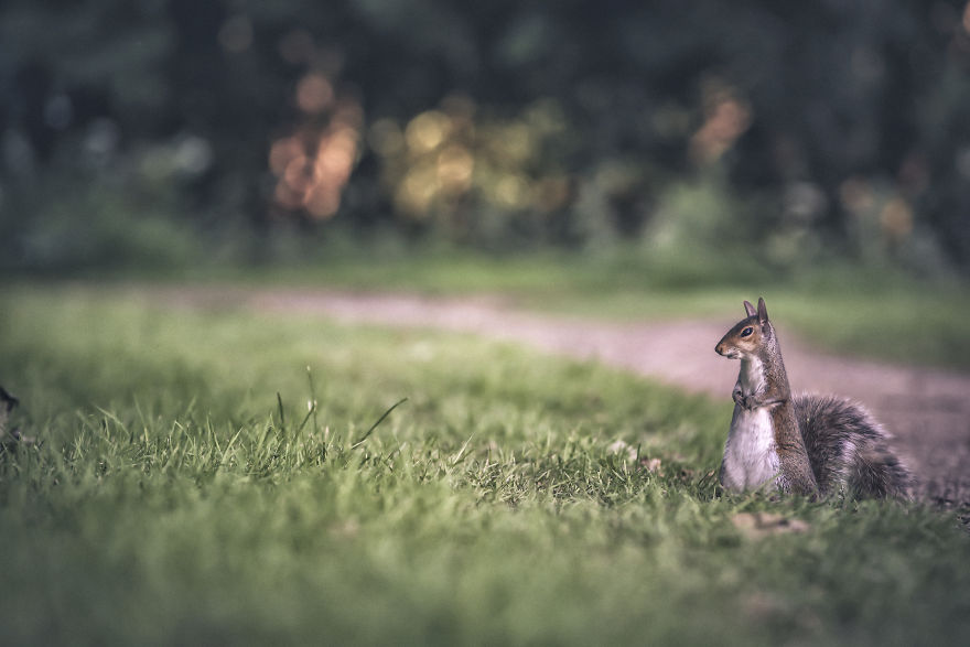 I Changed The Shapes Of Animals Into Cubes (20+ Pics)