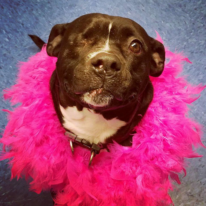 one-eyed-deaf-pitbull-scarlett-1 one-eyed-deaf-pitbull-scarlett-1