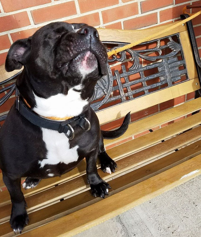 one-eyed-deaf-pitbull-scarlett-3 one-eyed-deaf-pitbull-scarlett-3