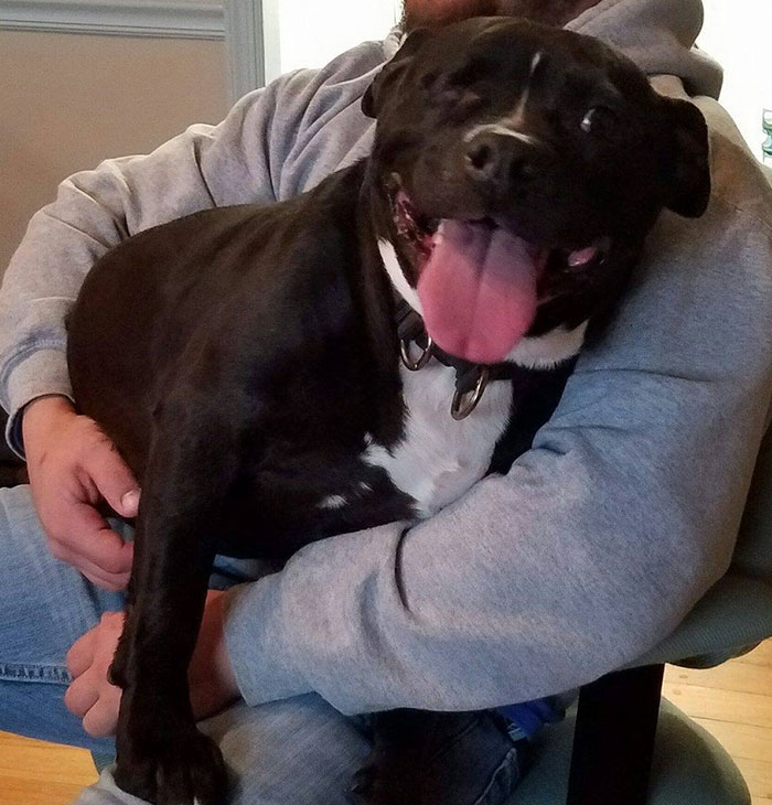 one-eyed-deaf-pitbull-scarlett-5 one-eyed-deaf-pitbull-scarlett-5