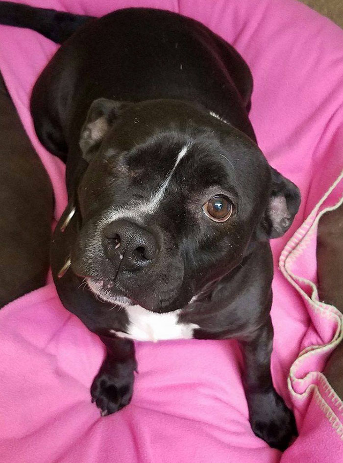 one-eyed-deaf-pitbull-scarlett-6 one-eyed-deaf-pitbull-scarlett-6