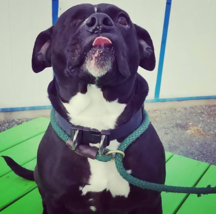 one-eyed-deaf-pitbull-scarlett-7 one-eyed-deaf-pitbull-scarlett-7