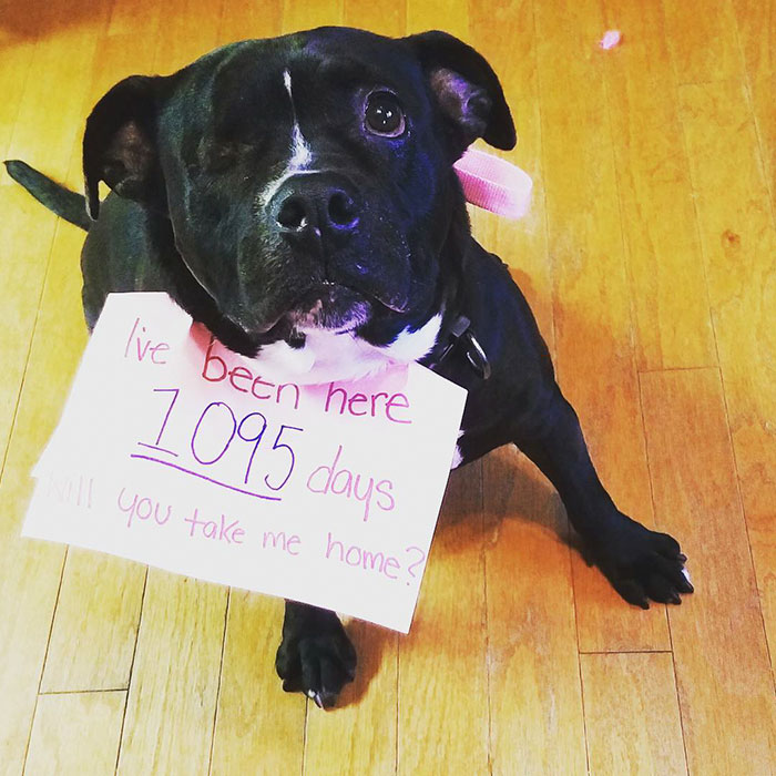 one-eyed-deaf-pitbull-scarlett-9 one-eyed-deaf-pitbull-scarlett-9