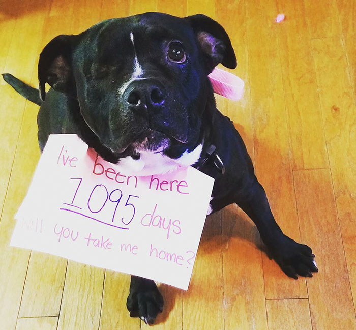 One-Eyed Deaf Pit Bull Who Spent Half Of Her Life In A Shelter Finally Finds Home