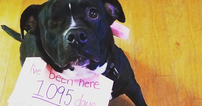 One-Eyed Deaf Pit Bull Who Spent Half Of Her Life In A Shelter Finally Finds Home